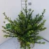 Japanse Hulst (Ilex Crenata 'Glory Gem') -Aanbiedingen Groene Hekken Winkel ilex cren glory gem 1