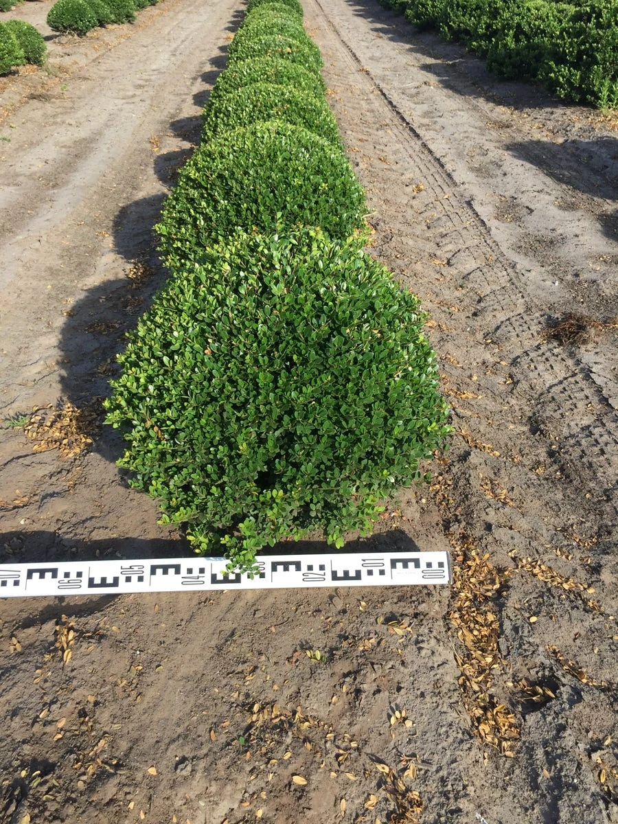 Japanse Hulst Als Bolvorm (Ilex Crenata) 3 Japanse Hulst Als Bolvorm (Ilex Crenata)