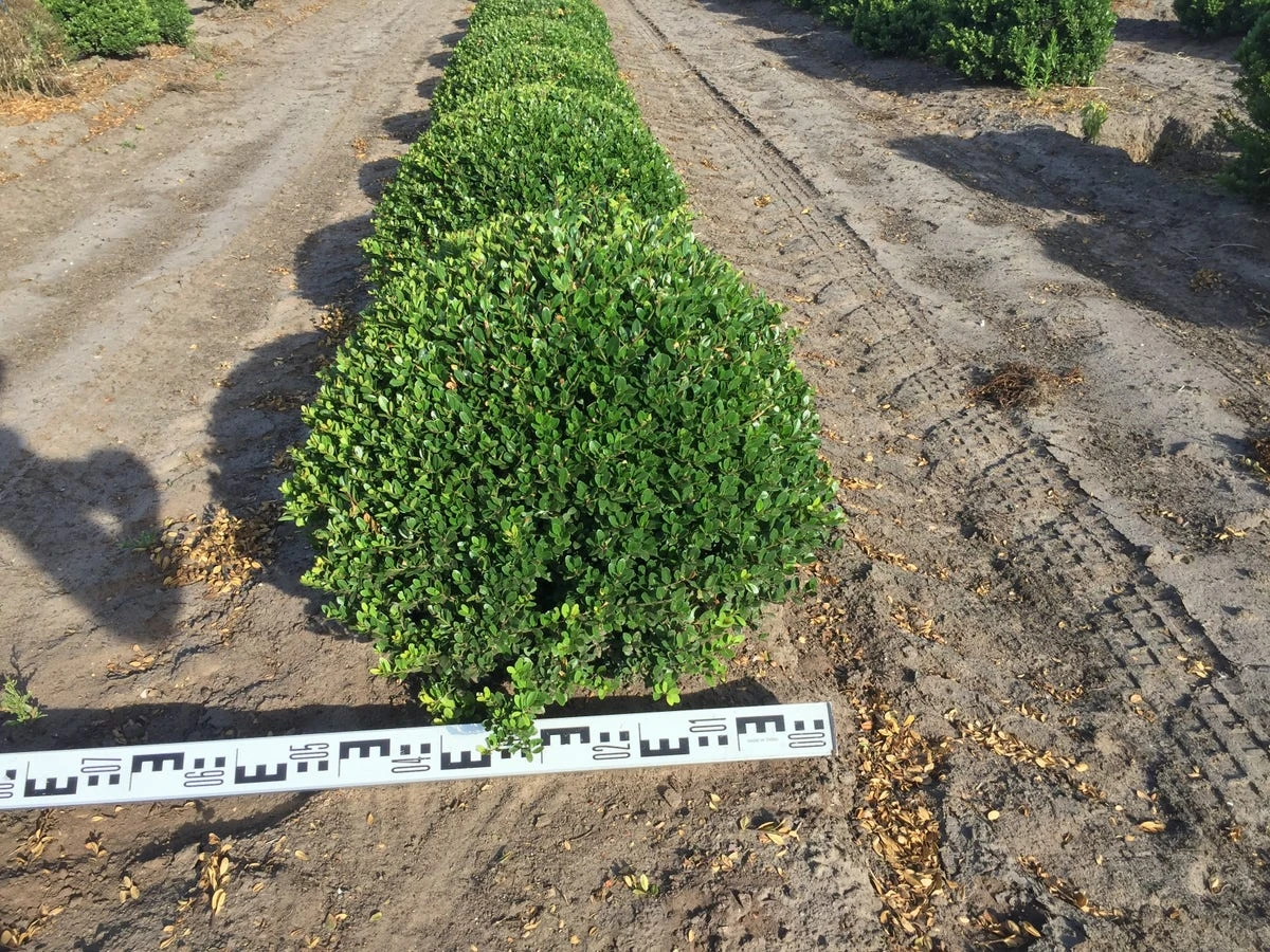 Japanse Hulst Als Bolvorm (Ilex Crenata) 4 Japanse Hulst Als Bolvorm (Ilex Crenata) - Afbeelding 2