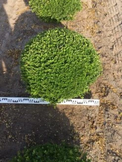 Japanse Hulst Als Bolvorm (Ilex Crenata) 8 Japanse Hulst Als Bolvorm (Ilex Crenata) -Aanbiedingen Groene Hekken Winkel ilex crenata 70 cm breed bol drkl 1 2