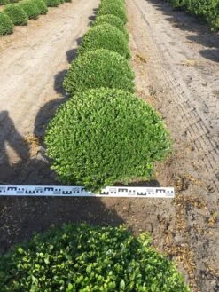 Japanse Hulst Als Bolvorm (Ilex Crenata) -Aanbiedingen Groene Hekken Winkel ilex crenata 70 cm breed bol drkl 2 1