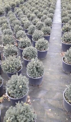Japanse Hulst (Ilex Crenata 'Kinme') -Aanbiedingen Groene Hekken Winkel ilex crenata ball d25 10lt 1