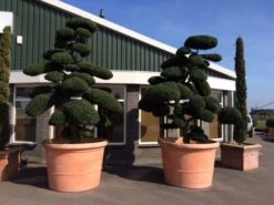 Japanse Hulst Als Bonsai (Ilex Crenata) -Aanbiedingen Groene Hekken Winkel ilex crenata bonsai solitair extra