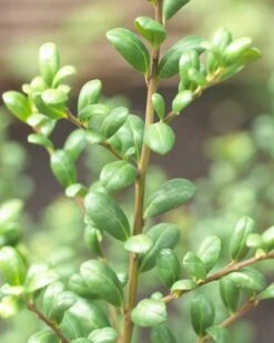 Japanse Hulst In Bolvorm (Ilex Crenata 'Convexa') -Aanbiedingen Groene Hekken Winkel ilex crenata convexa 1 4