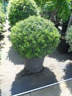 Japanse Hulst In Bolvorm (Ilex Crenata 'Convexa') -Aanbiedingen Groene Hekken Winkel ilex crenata convexa bol 80 100 1