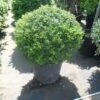 Japanse Hulst In Bolvorm (Ilex Crenata 'Convexa') -Aanbiedingen Groene Hekken Winkel ilex crenata convexa bol 80 100 2