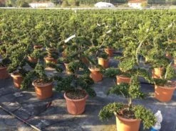 Japanse Hulst Als Bonsai (Ilex Crenata 'Kinme') 26 Japanse Hulst Als Bonsai (Ilex Crenata 'Kinme') -Aanbiedingen Groene Hekken Winkel ilex crenata kimne bonsai 2 1