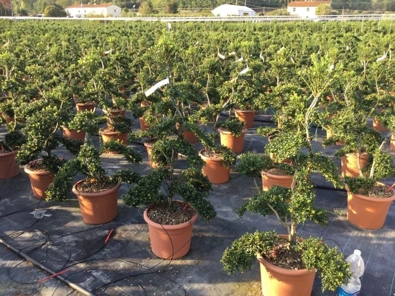 Japanse Hulst Als Bonsai (Ilex Crenata 'Kinme') 13 Japanse Hulst Als Bonsai (Ilex Crenata 'Kinme') - Afbeelding 11