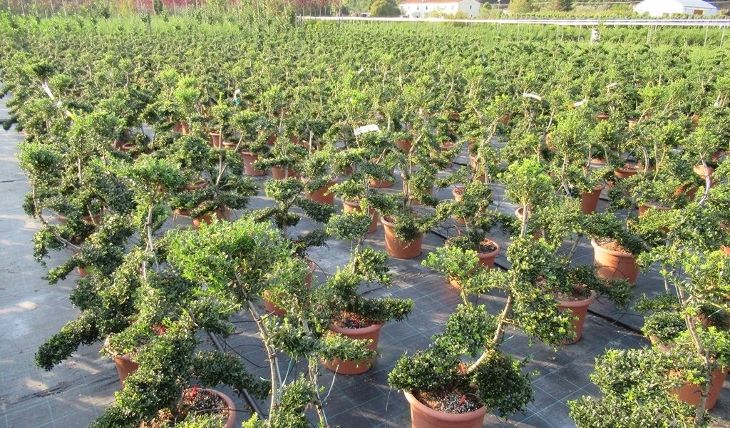 Japanse Hulst Als Bonsai (Ilex Crenata 'Kinme') 3 Japanse Hulst Als Bonsai (Ilex Crenata 'Kinme')