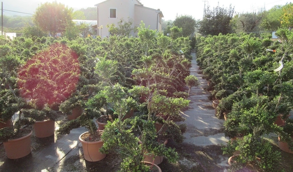 Japanse Hulst Als Bonsai (Ilex Crenata 'Kinme') 12 Japanse Hulst Als Bonsai (Ilex Crenata 'Kinme') - Afbeelding 10