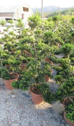 Japanse Hulst Als Bonsai (Ilex Crenata 'Kinme') -Aanbiedingen Groene Hekken Winkel ilex crenata kimne bonsai lv20 3