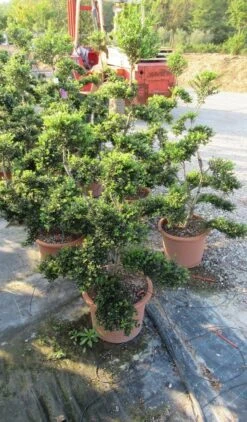 Japanse Hulst Als Bonsai (Ilex Crenata 'Kinme') -Aanbiedingen Groene Hekken Winkel ilex crenata kimne bonsai lv20 4 1