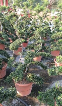 Japanse Hulst Als Bonsai (Ilex Crenata 'Kinme') -Aanbiedingen Groene Hekken Winkel ilex crenata kimne bonsai lv20 5 1 1