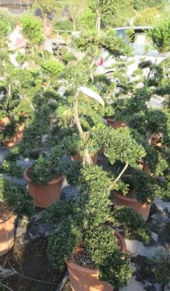 Japanse Hulst Als Bonsai (Ilex Crenata 'Kinme') -Aanbiedingen Groene Hekken Winkel ilex crenata kimne bonsai lv20 6