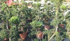 Japanse Hulst Als Bonsai (Ilex Crenata 'Kinme') 22 Japanse Hulst Als Bonsai (Ilex Crenata 'Kinme') -Aanbiedingen Groene Hekken Winkel ilex crenata kimne bonsai lv20 7 1