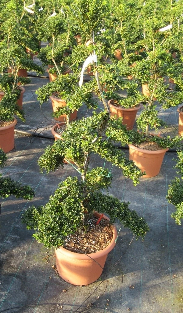 Japanse Hulst Als Bonsai (Ilex Crenata 'Kinme') 10 Japanse Hulst Als Bonsai (Ilex Crenata 'Kinme') - Afbeelding 8