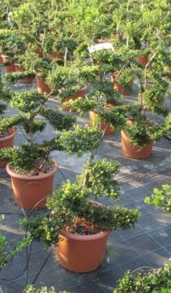 Japanse Hulst Als Bonsai (Ilex Crenata 'Kinme') -Aanbiedingen Groene Hekken Winkel ilex crenata kimne bonsai lv20 9 1