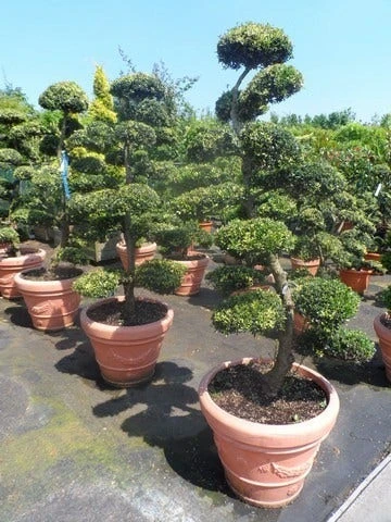 Japanse Hulst Als Bonsai (Ilex Crenata) 8 Japanse Hulst Als Bonsai (Ilex Crenata) - Afbeelding 6