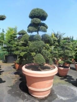 Japanse Hulst Als Bonsai (Ilex Crenata) -Aanbiedingen Groene Hekken Winkel ilex crenata kinmei bonsai 160 180 extra 4