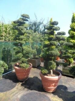 Japanse Hulst Als Bonsai (Ilex Crenata) -Aanbiedingen Groene Hekken Winkel ilex crenata kinmei bonsai 180 200 2