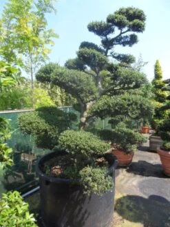 Japanse Hulst Als Bonsai (Ilex Crenata) -Aanbiedingen Groene Hekken Winkel ilex crenata kinmei bonsai 200 225 c750 1000 2
