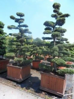 Japanse Hulst Als Bonsai (Ilex Crenata) -Aanbiedingen Groene Hekken Winkel ilex crenata kinmei bonsai 225 250