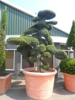 Japanse Hulst Als Bonsai (Ilex Crenata) -Aanbiedingen Groene Hekken Winkel ilex crenata kinmei bonsai 250 300 solitair extra 4