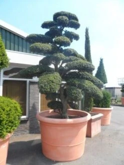 Japanse Hulst Als Bonsai (Ilex Crenata) -Aanbiedingen Groene Hekken Winkel ilex crenata kinmei bonsai 250 300 solitair extra2 1