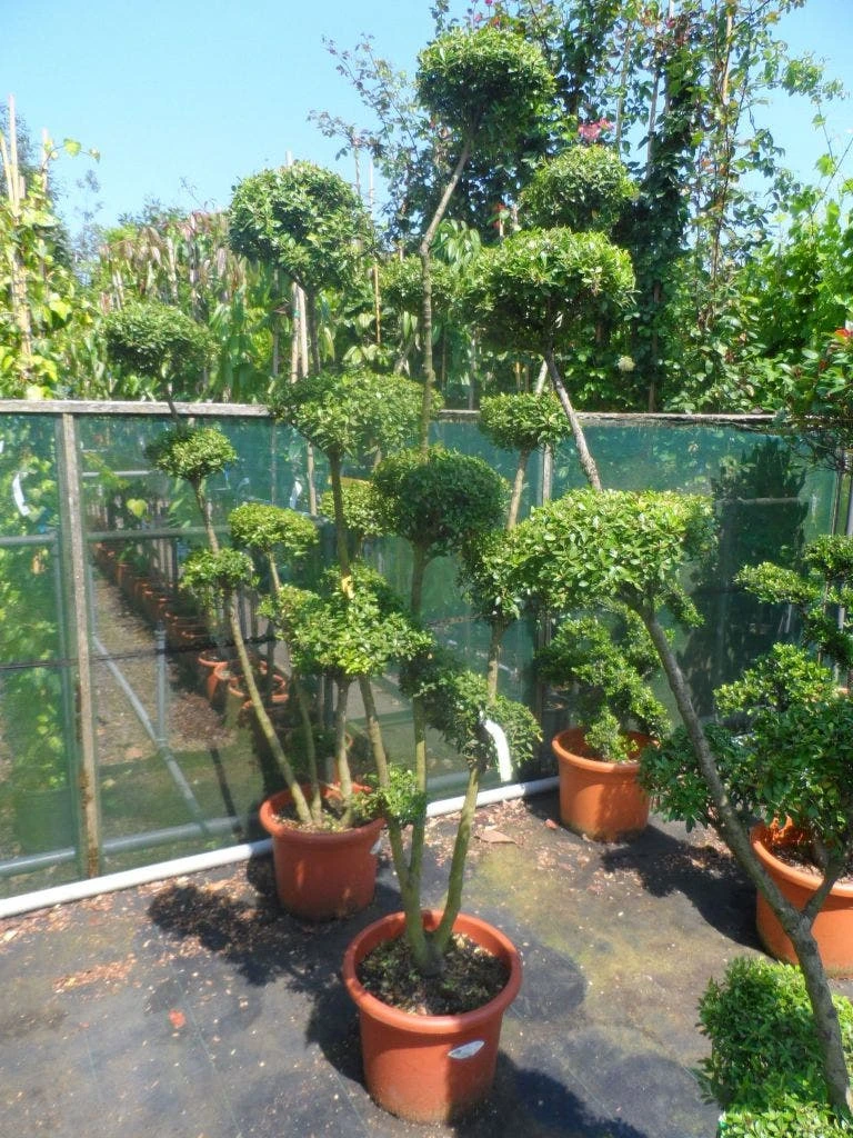 Japanse Hulst Als Bonsai (Ilex Crenata) 6 Japanse Hulst Als Bonsai (Ilex Crenata) - Afbeelding 4