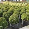 Japanse Hulst (Ilex Crenata 'Kinme') -Aanbiedingen Groene Hekken Winkel ilex kimne bol