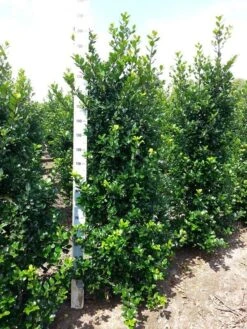 Blauwe Hulst (Ilex Meserveae 'Blue Prince') -Aanbiedingen Groene Hekken Winkel ilex mes. blue prince 175 200 cm