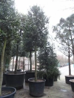 Hulst Als Boom (Ilex 'Nellie R. Stevens') 20 Hulst Als Boom (Ilex 'Nellie R. Stevens') -Aanbiedingen Groene Hekken Winkel ilex nellie stevens 2