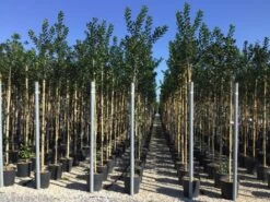 Hulst Als Boom (Ilex 'Nellie R. Stevens') -Aanbiedingen Groene Hekken Winkel ilex nellie stevens 6 8