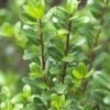 Japanse Hulst (Ilex Crenata 'Caroline Upright') -Aanbiedingen Groene Hekken Winkel ilexcrenata carolineuprightv01 1