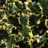 Hulst (Ilex Aquifolium 'Madame Briot') -Aanbiedingen Groene Hekken Winkel ilexmadamebriotv01