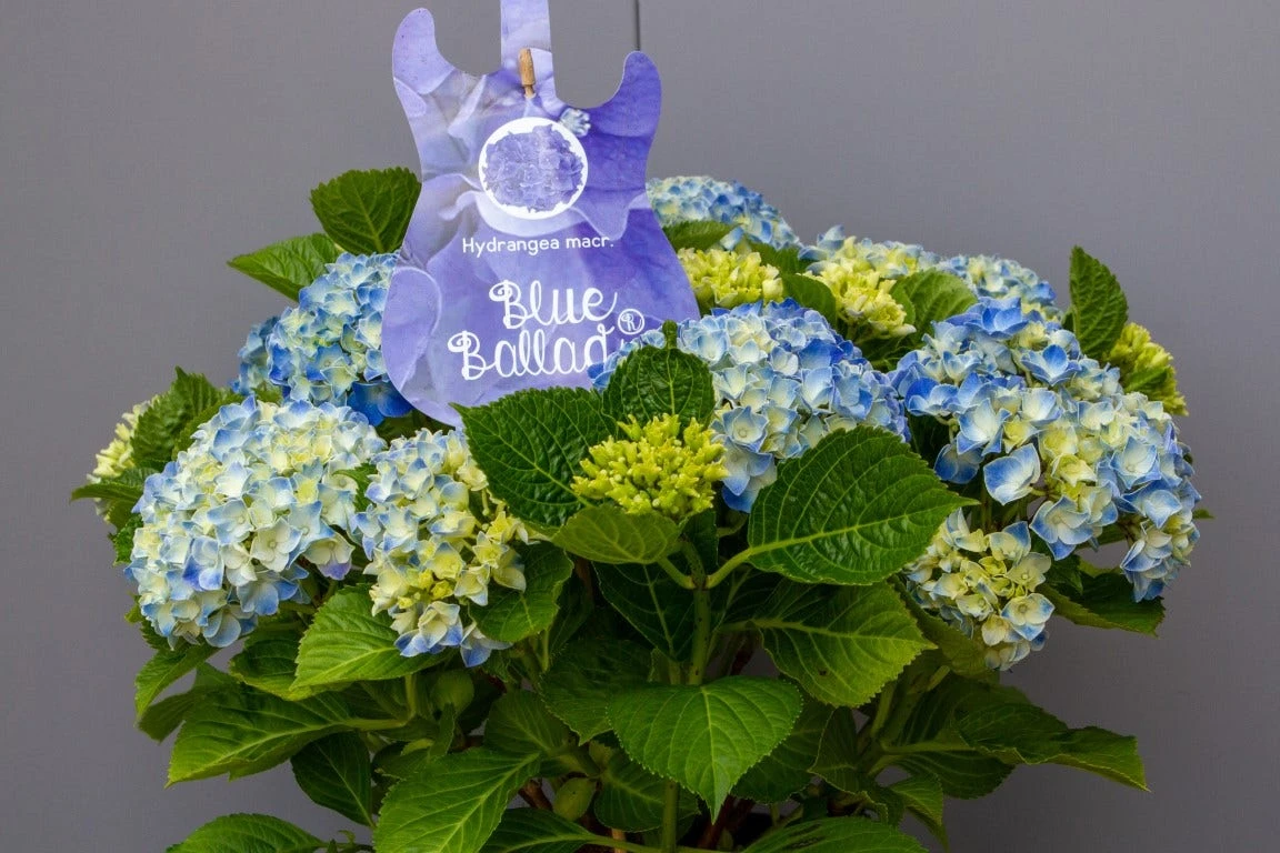 Hortensia Blue Ballad (Hydrangea 'Music Collection') 4 Hortensia Blue Ballad (Hydrangea 'Music Collection') - Afbeelding 2