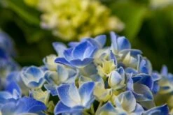 Hortensia Blue Ballad (Hydrangea 'Music Collection') 10 Hortensia Blue Ballad (Hydrangea 'Music Collection') -Aanbiedingen Groene Hekken Winkel img 1365 2