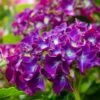 Hortensia Paars (Hydrangea 'Forever&Ever') -Aanbiedingen Groene Hekken Winkel img 1427 2