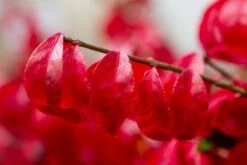 Kardinaalshoed (Euonymus Alatus 'Compactus') 16 Kardinaalshoed (Euonymus Alatus 'Compactus') -Aanbiedingen Groene Hekken Winkel img 1486