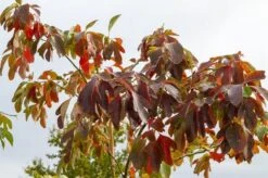 Sassafras (Sassafras Albidum) -Aanbiedingen Groene Hekken Winkel img 1522