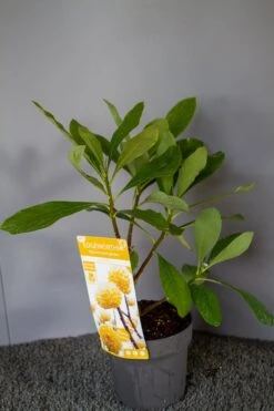Papierstruik (Edgeworthia Chrysantha) -Aanbiedingen Groene Hekken Winkel img 1530