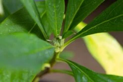 Papierstruik (Edgeworthia Chrysantha) -Aanbiedingen Groene Hekken Winkel img 1531