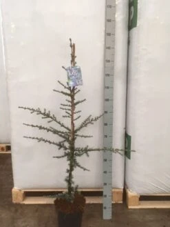 Atlasceder (Cedrus Libani 'Glauca') -Aanbiedingen Groene Hekken Winkel img 1752 002