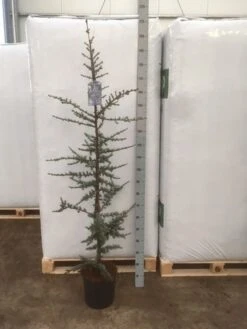 Atlasceder (Cedrus Libani 'Glauca') -Aanbiedingen Groene Hekken Winkel img 1753