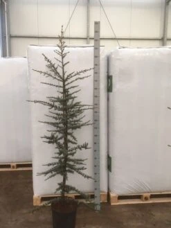 Atlasceder (Cedrus Libani 'Glauca') -Aanbiedingen Groene Hekken Winkel img 1754