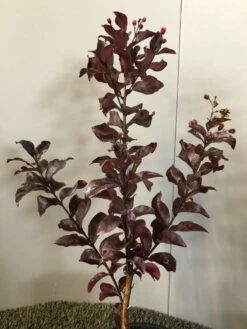 Lagerstroemia Als Halfstam (Lagerstroemia Indica 'Rhapsody In Pink') -Aanbiedingen Groene Hekken Winkel img 2474 1 1