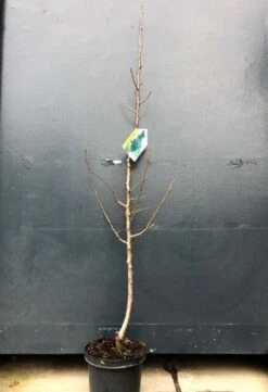 Zuil-peer (Pyrus Communis 'Obelisk') -Aanbiedingen Groene Hekken Winkel img 2645 2