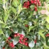 Hulst (Ilex Meserveae 'Heckenfee') -Aanbiedingen Groene Hekken Winkel img 2647 1