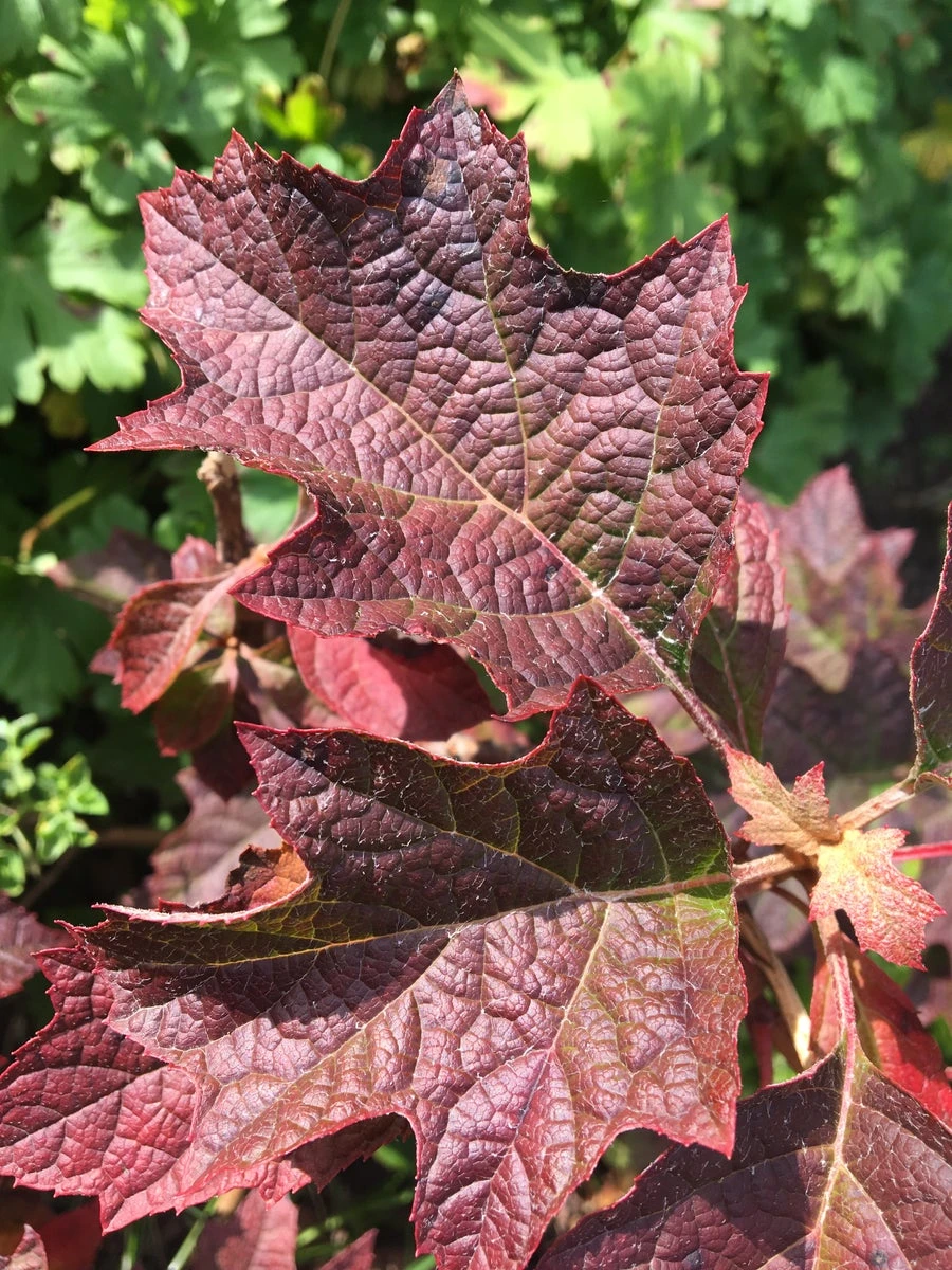 Eikenbladhortensia (Hydrangea Quercifolia 'Ruby Slippers') 4 Eikenbladhortensia (Hydrangea Quercifolia 'Ruby Slippers') - Afbeelding 2