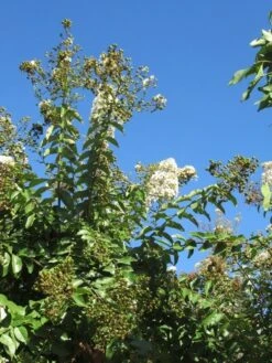Lagerstroemia Halfstam (Lagerstroemia Indica 'Burgundy Cotton') -Aanbiedingen Groene Hekken Winkel img 4003